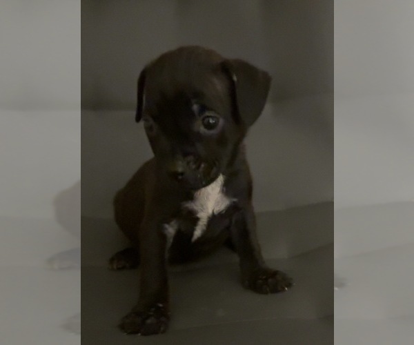 Medium Photo #5 American Staffordshire Terrier Puppy For Sale in BROOKLYN, NY, USA