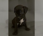 Puppy Puppy 2 American Staffordshire Terrier