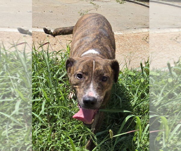 Medium Photo #2 Mutt Puppy For Sale in Jackson, MS, USA