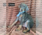 Small #2 Doberman Pinscher