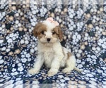 Small #1 Cavapoo (Miniature)