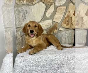 Golden Retriever Puppy for sale in OCALA, FL, USA