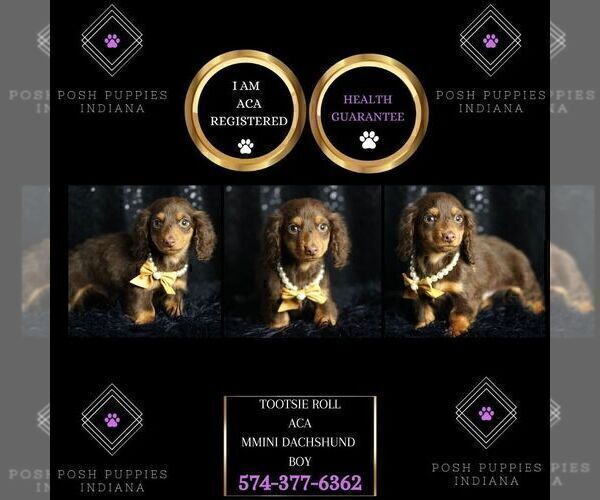 Medium Photo #7 Dachshund Puppy For Sale in WARSAW, IN, USA