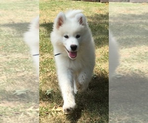 Samoyed Puppy for sale in CHANUTE, KS, USA