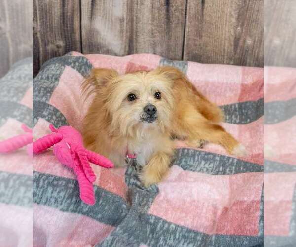 Medium Photo #3 Chihuahua-Unknown Mix Puppy For Sale in Kennesaw, GA, USA