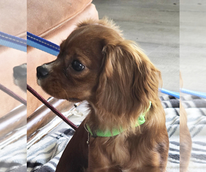 Mother of the Cavalier King Charles Spaniel puppies born on 05/23/2025