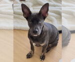 Small #2 Mutt