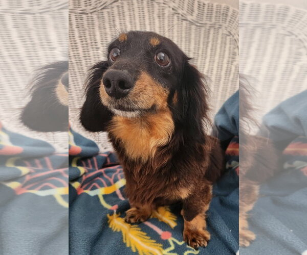 Medium Photo #1 Dachshund Puppy For Sale in Smithfield, PA, USA