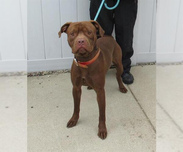 Medium Photo #1 American Pit Bull Terrier Puppy For Sale in Louisville, KY, USA