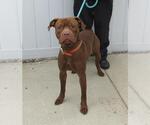Small American Pit Bull Terrier
