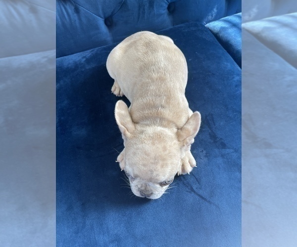 Medium Photo #40 French Bulldog Puppy For Sale in EAGLE RIVER, AK, USA