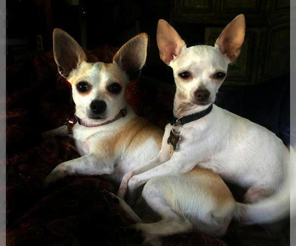 Medium Photo #6 Chihuahua Puppy For Sale in LEBANON, NJ, USA
