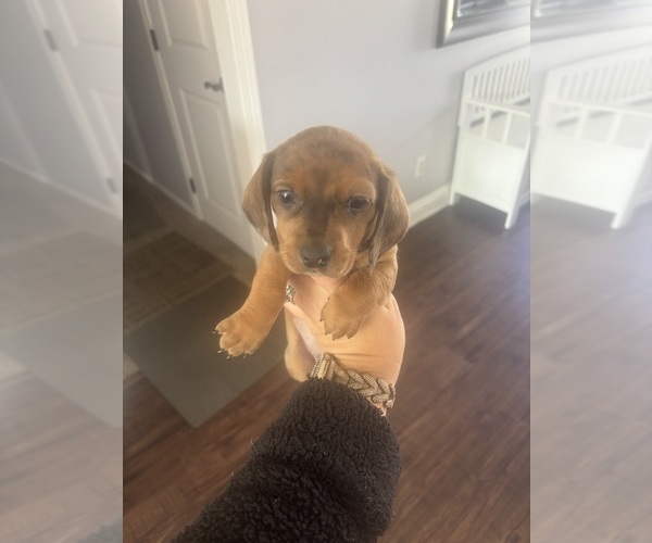 Medium Photo #3 Dachshund Puppy For Sale in HUNTINGTON BEACH, CA, USA