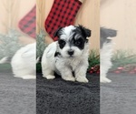 Small #1 Havanese