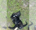 Small #10 Labradoodle