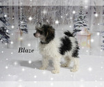 Image preview for Ad Listing. Nickname: Blaze