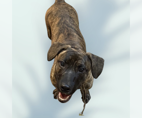 Medium Photo #1 Basset Hound-Unknown Mix Puppy For Sale in Rockville, MD, USA