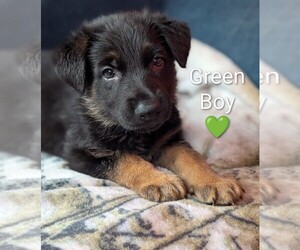 German Shepherd Dog Puppy for sale in BENSON, NC, USA