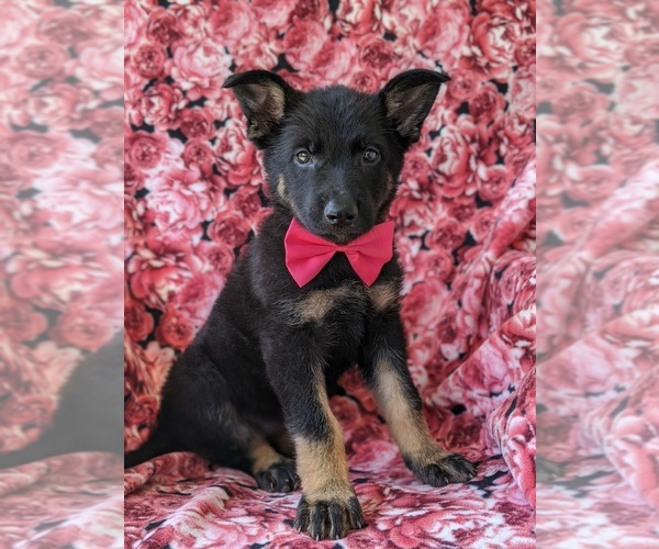 Medium Photo #1 German Shepherd Dog Puppy For Sale in QUARRYVILLE, PA, USA
