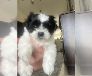 Shih Tzu Puppy for sale in CAPE CORAL, FL, USA