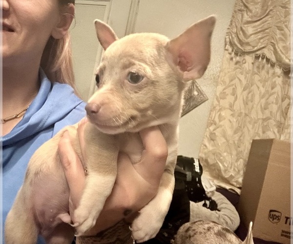 Medium Photo #1 Rat Terrier Puppy For Sale in ZEPHYRHILLS, FL, USA