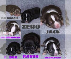 American Bully Puppy for sale in PUYALLUP, WA, USA