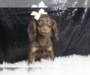 Dachshund Puppy for sale in WARSAW, IN, USA