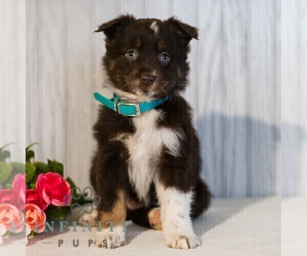 Medium Photo #3 Miniature Australian Shepherd Puppy For Sale in REBERSBURG, PA, USA