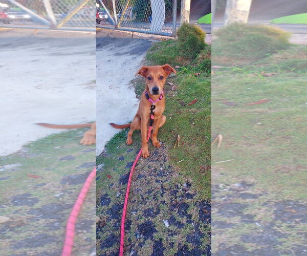 Medium Photo #2 Labrador Retriever-Unknown Mix Puppy For Sale in Virginia Beach, VA, USA