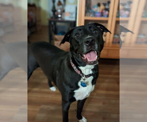 Lane - Female American Staffordshire Terrier-Great Pyrenees Mix Dog for Adoption - Photo #2