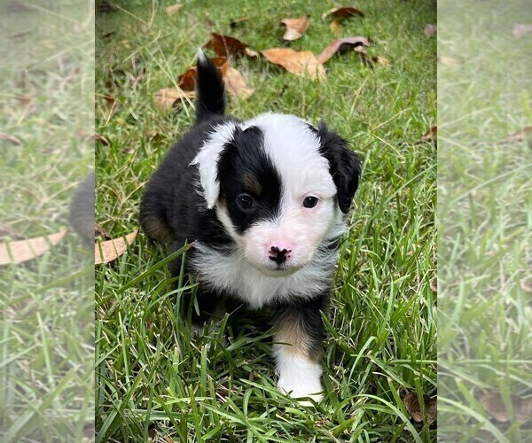Medium Photo #12 Miniature Australian Shepherd Puppy For Sale in MONTICELLO, SC, USA