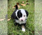 Small #11 Miniature Australian Shepherd