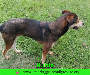 Raldo - Male Australian Shepherd-Unknown Mix Dog for Adoption - Photo #4