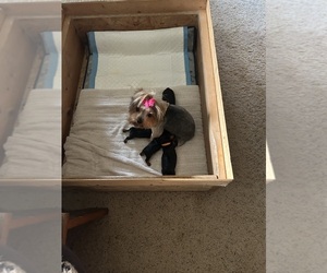 Mother of the Yorkshire Terrier puppies born on 07/25/2025