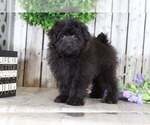 Small Photo #1 Pom-A-Poo Puppy For Sale in MOUNT VERNON, OH, USA