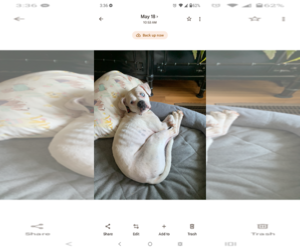 American Bulldog-Unknown Mix Dogs for adoption in Dumont, NJ, USA
