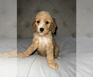 Goldendoodle Puppy for sale in SAN BERNARDINO, CA, USA