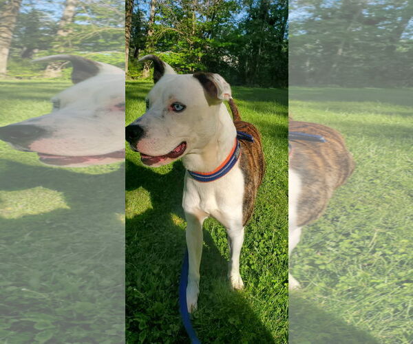 Medium Photo #14 American Pit Bull Terrier-Unknown Mix Puppy For Sale in Germantown, OH, USA