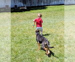 Small #8 German Shepherd Dog Mix