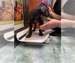 Small Photo #42 Great Dane Puppy For Sale in ALIQUIPPA, PA, USA