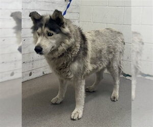 Siberian Husky Dogs for adoption in San Bernardino, CA, USA
