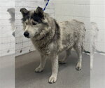 Small Siberian Husky