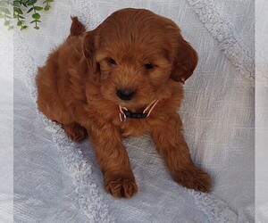 Goldendoodle (Miniature) Puppy for sale in EPHRATA, PA, USA