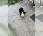 Small #12 Australian Shepherd