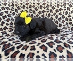 Small #3 Aussiedoodle Miniature 