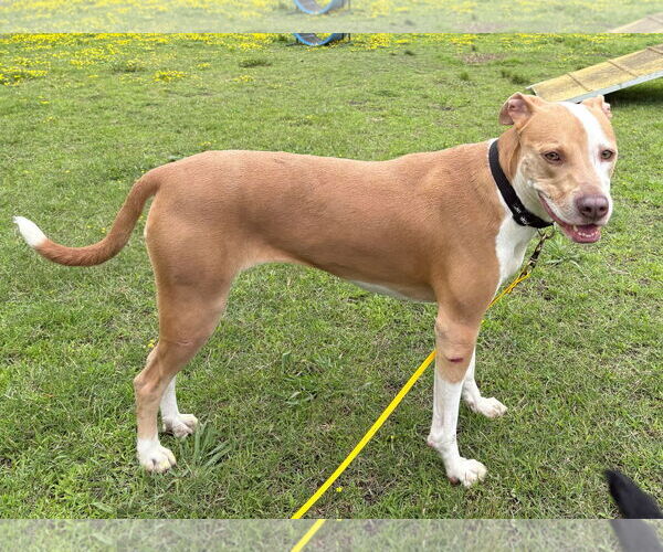 Medium Photo #4 Mutt Puppy For Sale in Virginia Beach, VA, USA