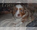 Small Photo #3 Miniature Australian Shepherd Puppy For Sale in WOODSTOCK, CT, USA