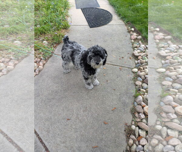 Medium Photo #3 Mutt Puppy For Sale in Fort Collins, CO, USA