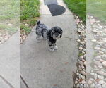 Small #2 Mutt
