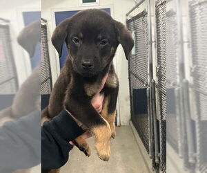 Labrador Retriever-Unknown Mix Dogs for adoption in Sterling, MA, USA